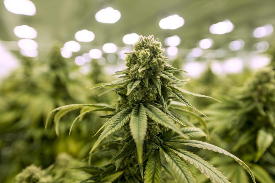 Multiple bills on legalizing recreational marijuana are floating in the Connecticut legislature right now.