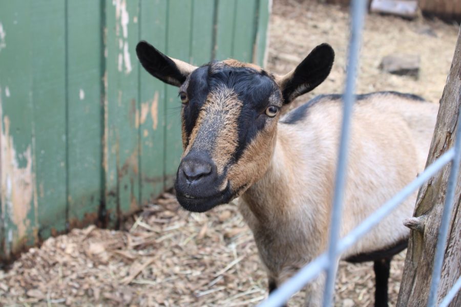 Karabin Farms is home to many farm animals, including goats.