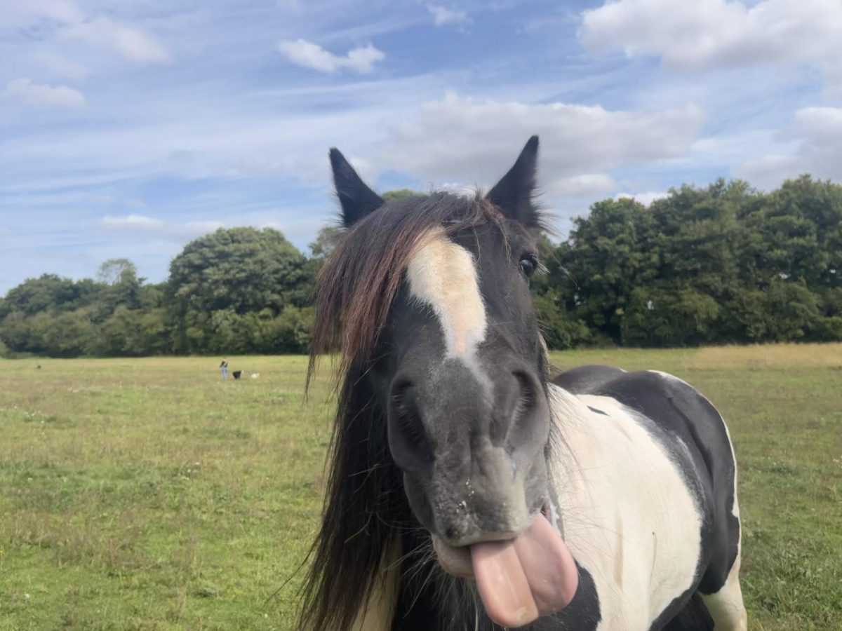 Horse in England